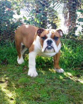 Deals aussie bulldog lifespan